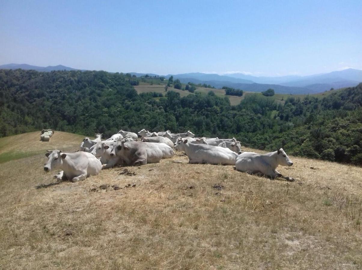 Residenza Anastasia Ceva Dış mekan fotoğraf